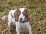 honden foto honden foto van Liesbeth