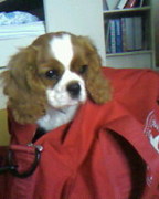 honden foto van Marieke