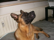 honden foto van Huub