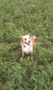 honden foto honden foto van Luna