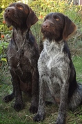 honden foto van Geraldine Korteweg