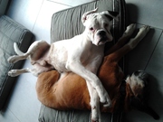 honden foto van Sylvia