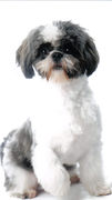 honden foto van Belletje