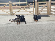honden foto van Beauceron