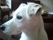 honden foto van lamers