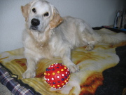 honden foto van monique