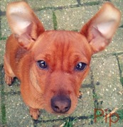 honden foto van Britt&Pip