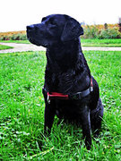 honden foto van Indra en Boogie