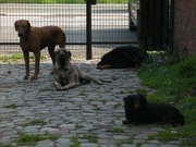 honden foto van Bram