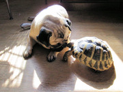 honden foto van carla