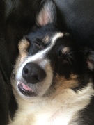 honden foto van janneke