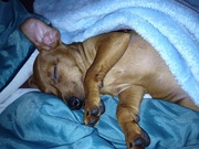 honden foto van Dunya