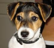 honden foto van Sjaan