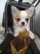 honden foto honden foto van Laura