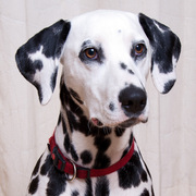 honden foto van Jolanda