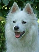 honden foto van hondenspeurder