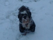 honden foto van Christel1