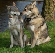 honden foto honden foto van Klaas Hoekstra