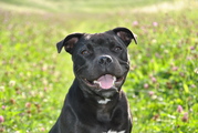 honden foto van Pike