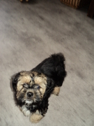 honden foto van Hetty