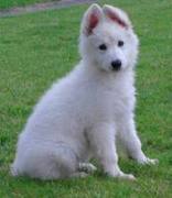 honden foto van zoë