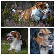 honden foto van desiree jansen