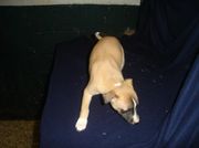 honden foto van Ronald