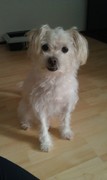 honden foto van sunita