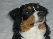 honden foto van Vera