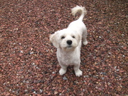 honden foto van kiki