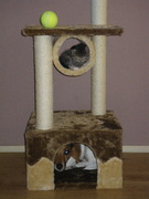 honden foto van Suzanne