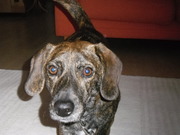 honden foto van Jolijn & Pluk 