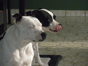 honden foto van Fam. Demuynck-Bonroy