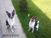 honden foto honden foto van malou