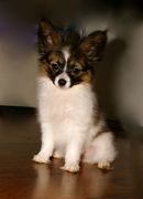 honden foto van CICI