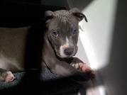 honden foto van Brenda