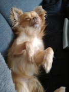 honden foto van Lisanne 