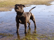 honden foto van Jelmer Stellingwerf