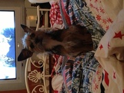 honden foto honden foto van Miesje