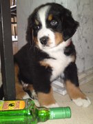 honden foto van Soetaert