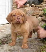 honden foto van Stijn Pauwels