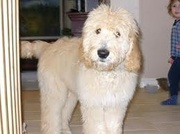 honden foto van Kelly