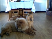 honden foto van Jenny