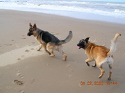 honden foto honden foto van Valerie