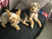 honden foto van defrere danny