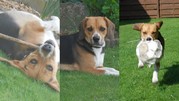 honden foto van QB