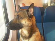 honden foto van Ton met mijn Mechelaars Lex en Nero  