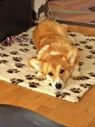 honden foto honden foto van Jehnna en 'Willem'