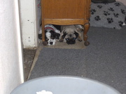 honden foto van nathalie