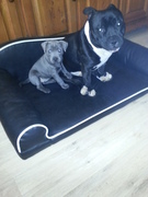 honden foto van paul